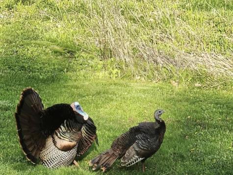 57 Farmview Lane Freeport ME 04032