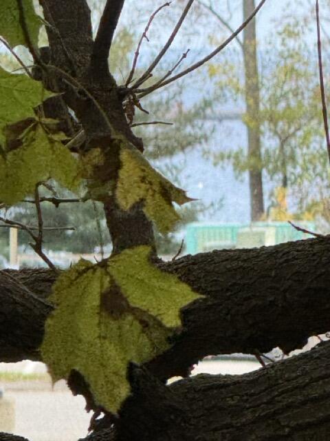 10 Camden Street Terrace Rockland ME 04841