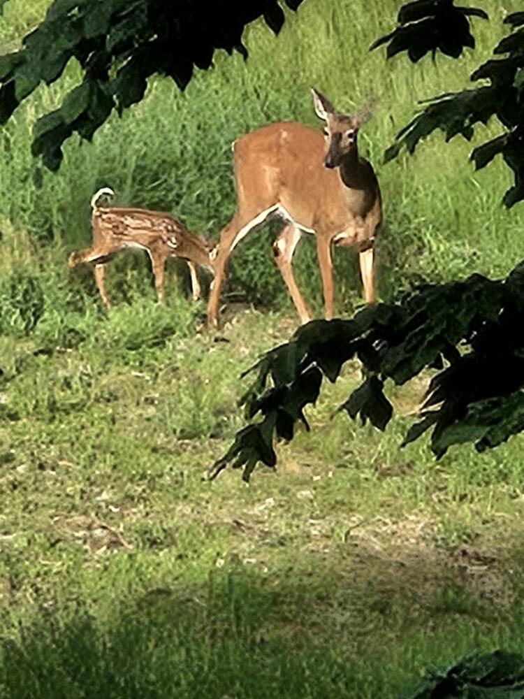 693 Goding Road Acton ME 04001