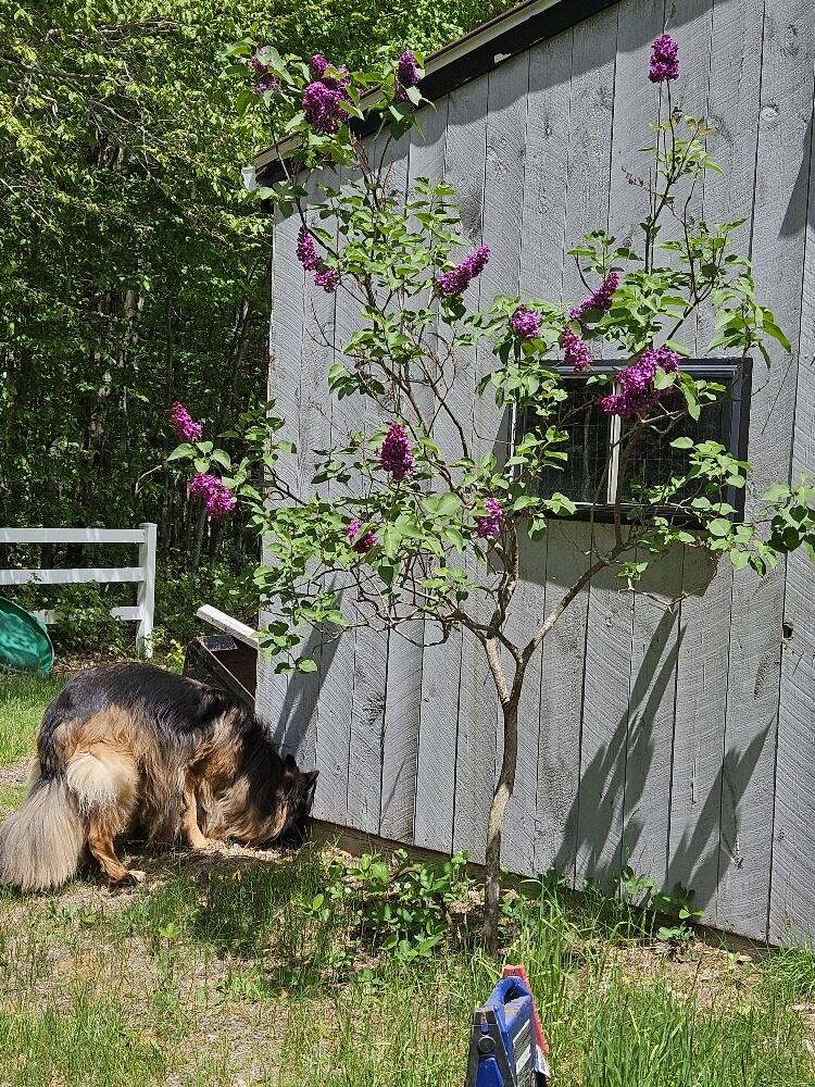 693 Goding Road Acton ME 04001