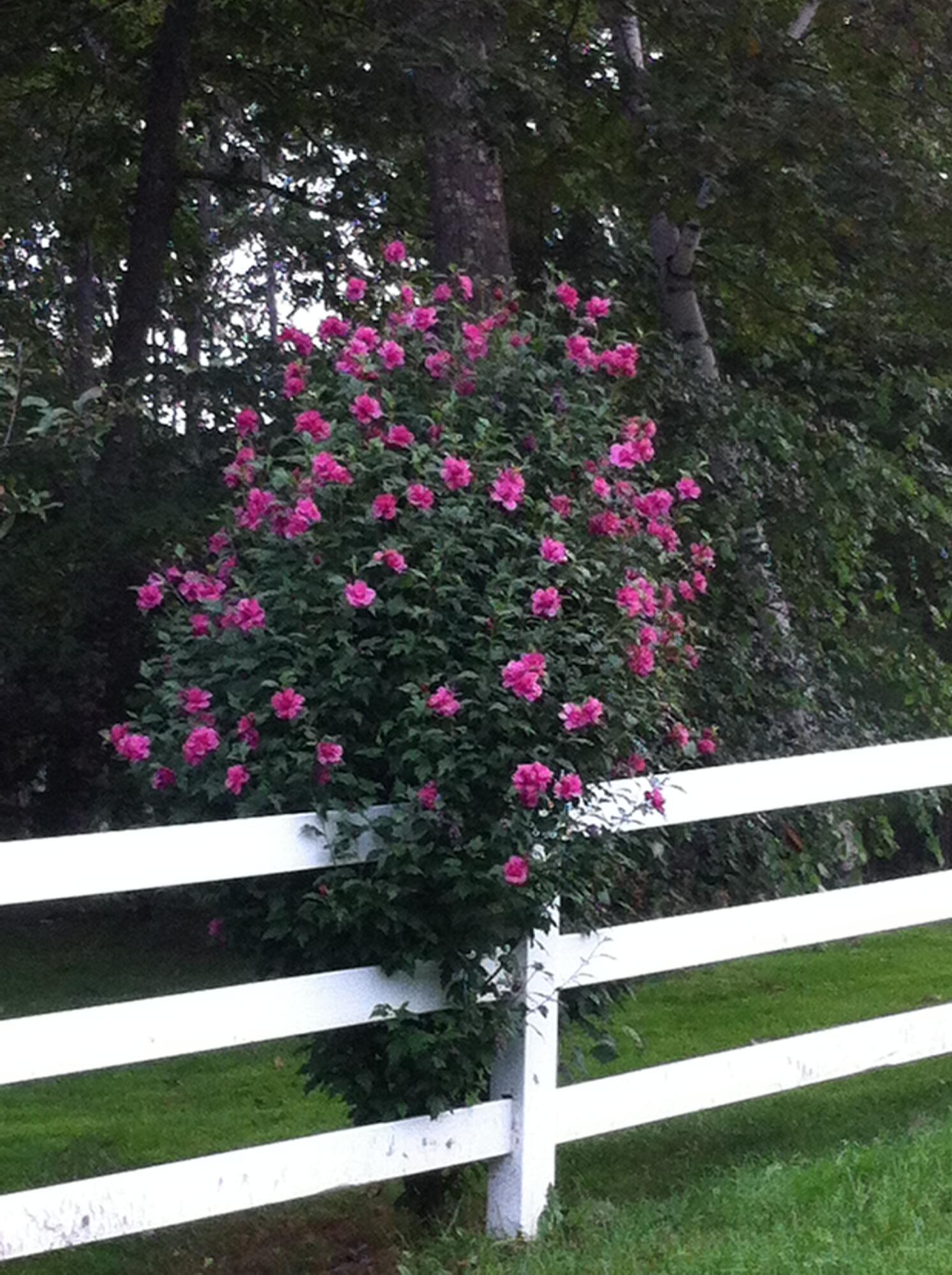 693 Goding Road Acton ME 04001