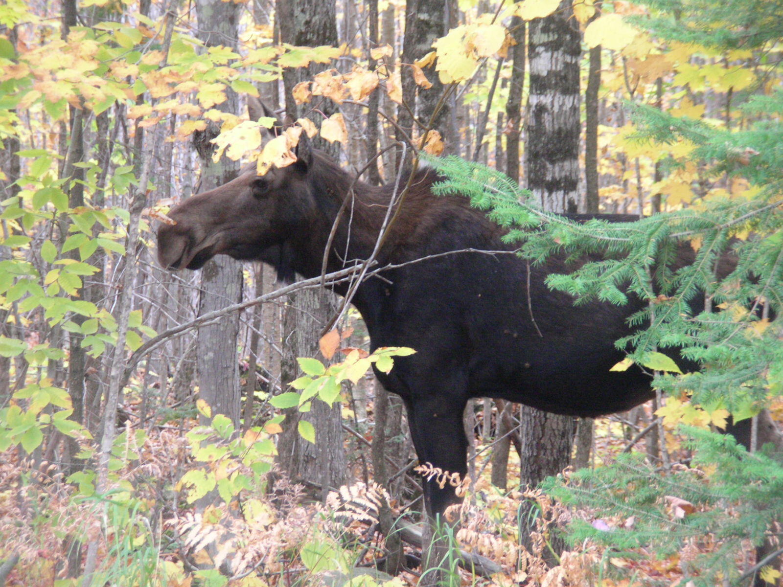 41 Jackson Brook Lane Monson ME 04464