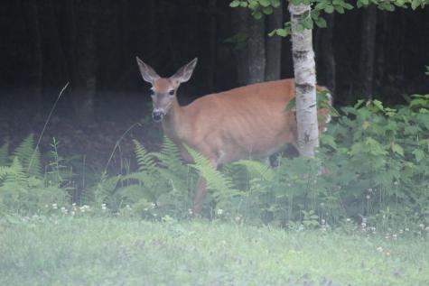 41 Jackson Brook Lane Monson ME 04464