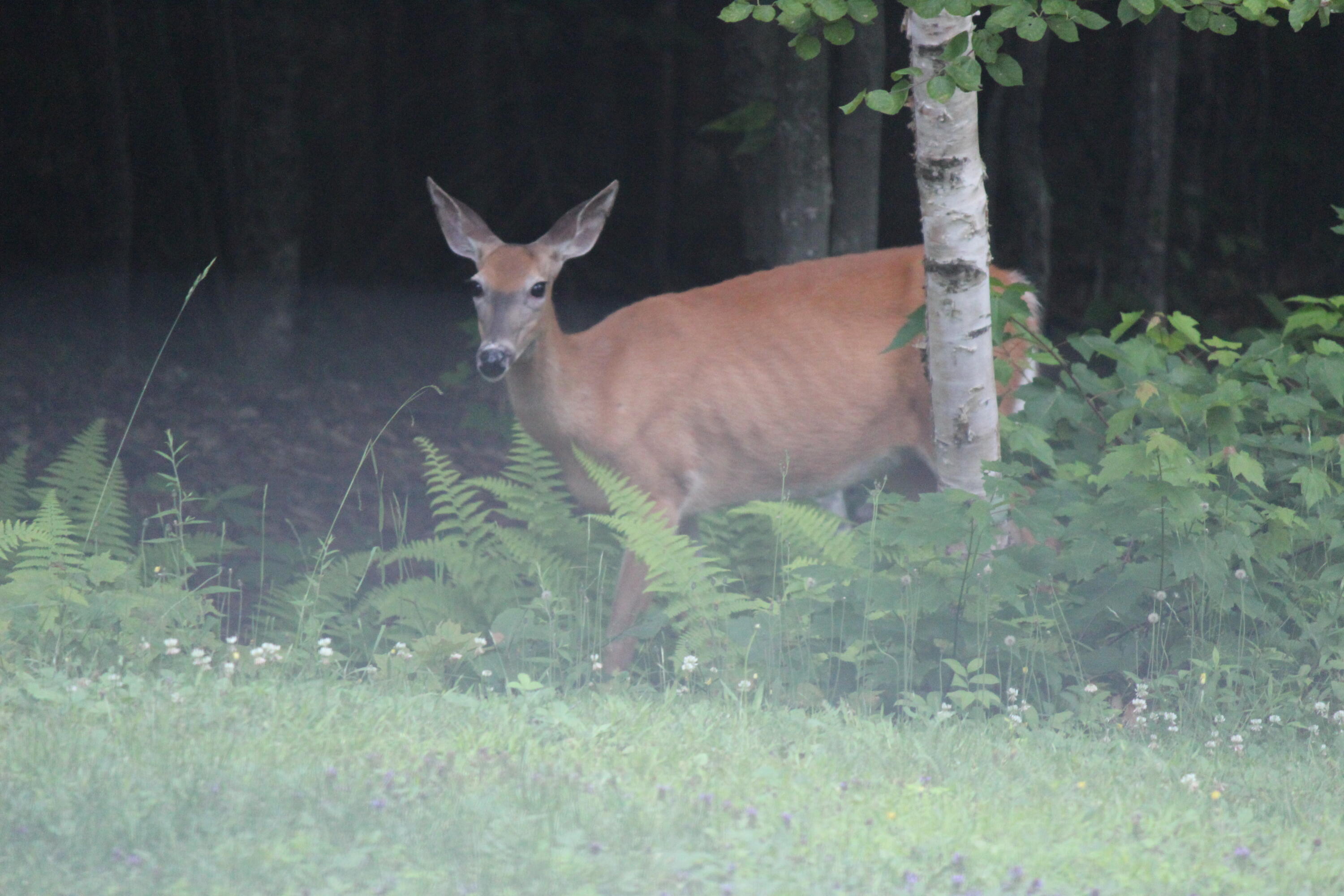 41 Jackson Brook Lane Monson ME 04464