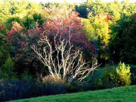 10 Chase Mill Road Limington ME 04049