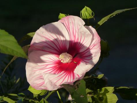 10 Chase Mill Road Limington ME 04049