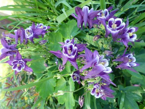 10 Chase Mill Road Limington ME 04049