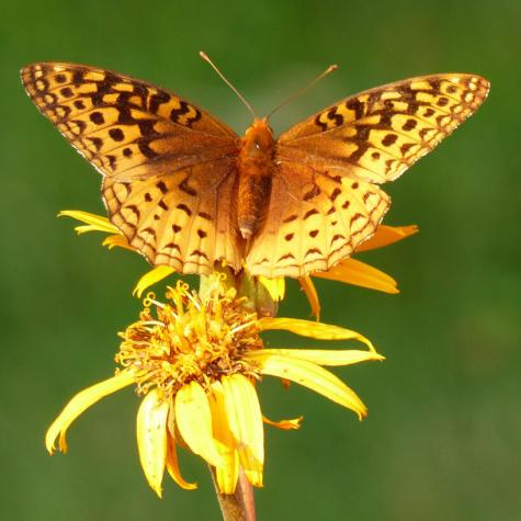 10 Chase Mill Road Limington ME 04049