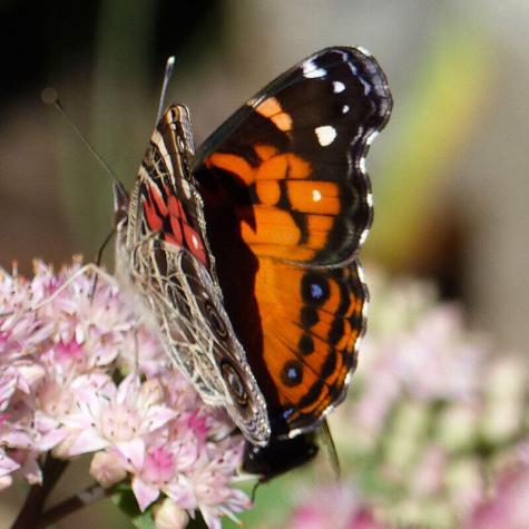 10 Chase Mill Road Limington ME 04049