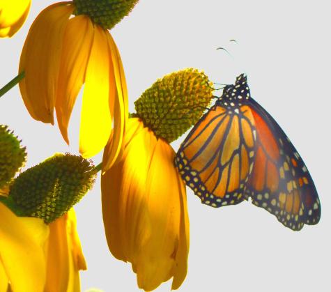 10 Chase Mill Road Limington ME 04049