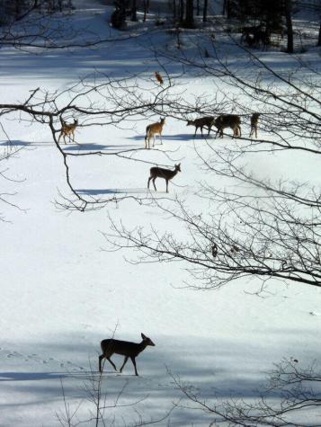 10 Chase Mill Road Limington ME 04049