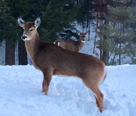 42 Dixfield Road Weld ME 04285