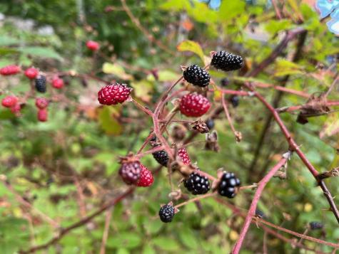 37 Alpine Drive Porter ME 04068