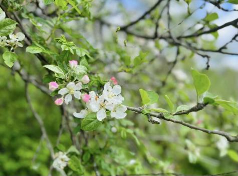 1 Town Farm Road Windham ME 04062