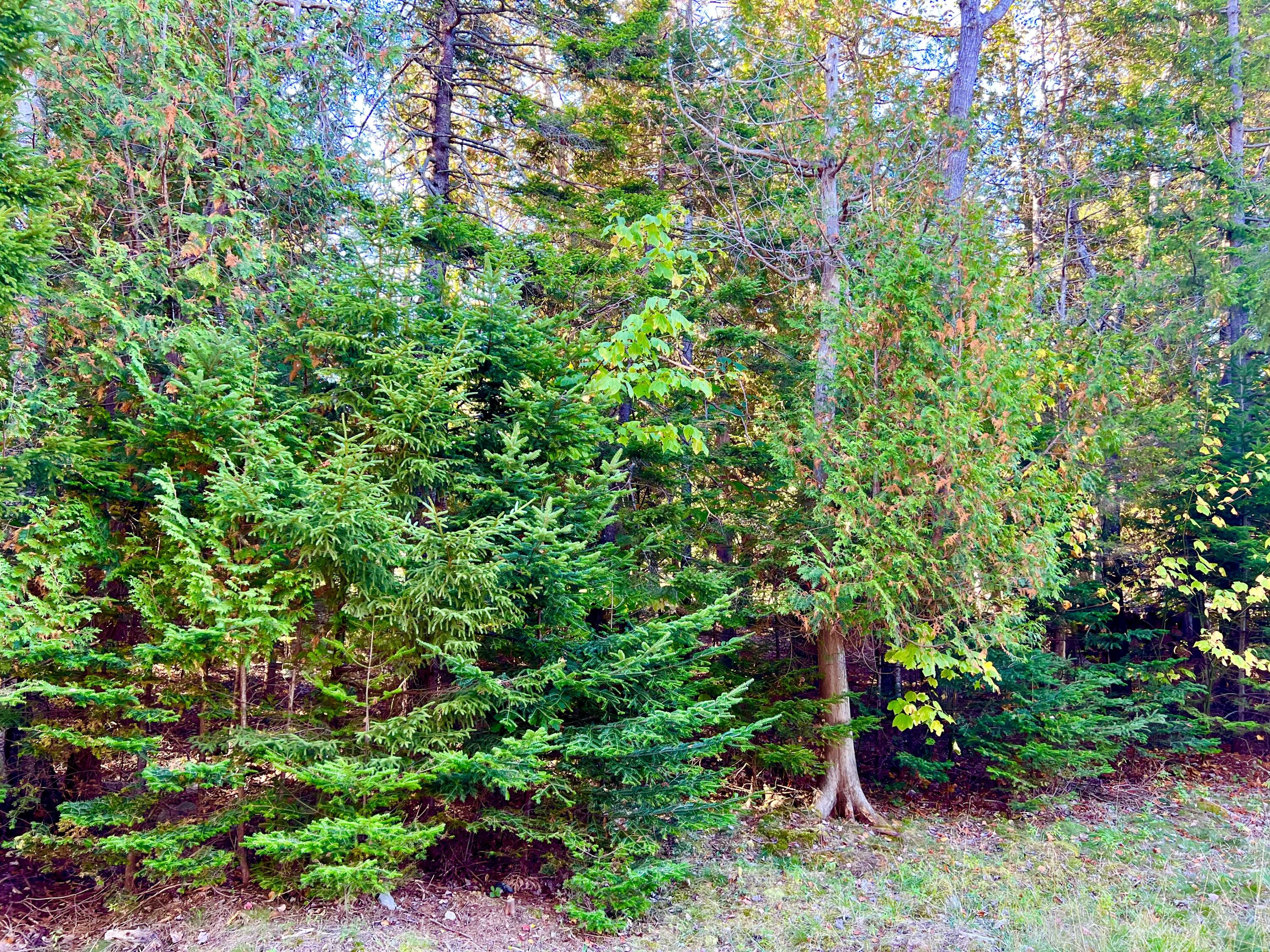 17 Freeman Ridge Road Southwest Harbor ME 04679