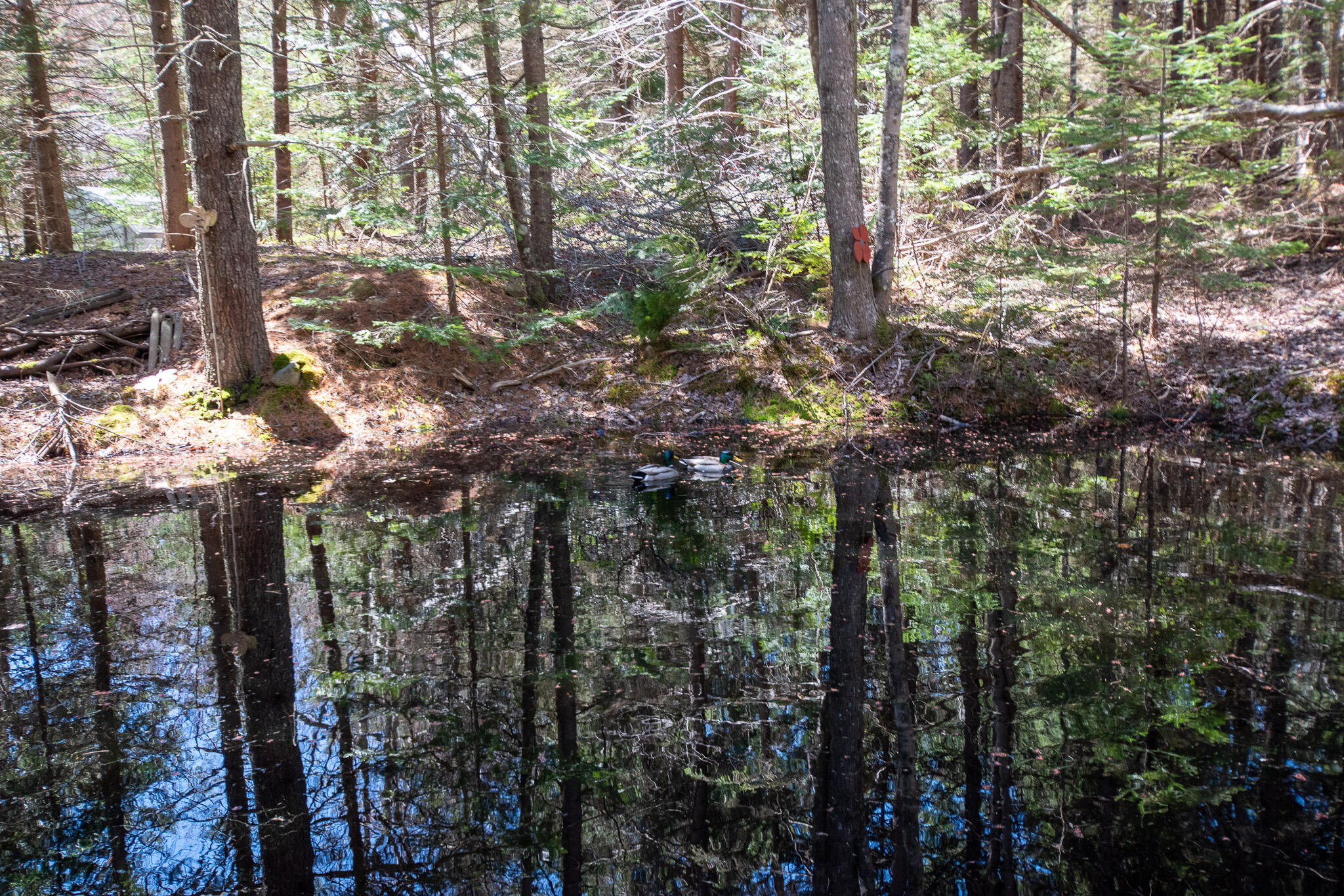 14 Pinkie Lane Southport ME 04576