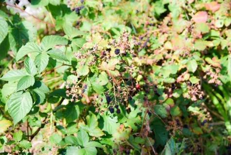 480 Webster Street Lewiston ME 04240