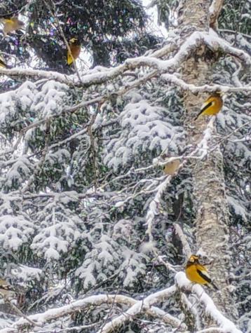 12 Harley Lane Robbinston ME 04671