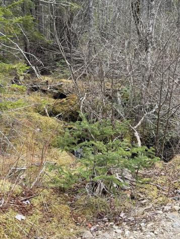 8-9 Western Stream Road Robbinston ME 04671