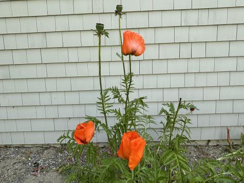 8 Sterling Street Ellsworth ME 04605