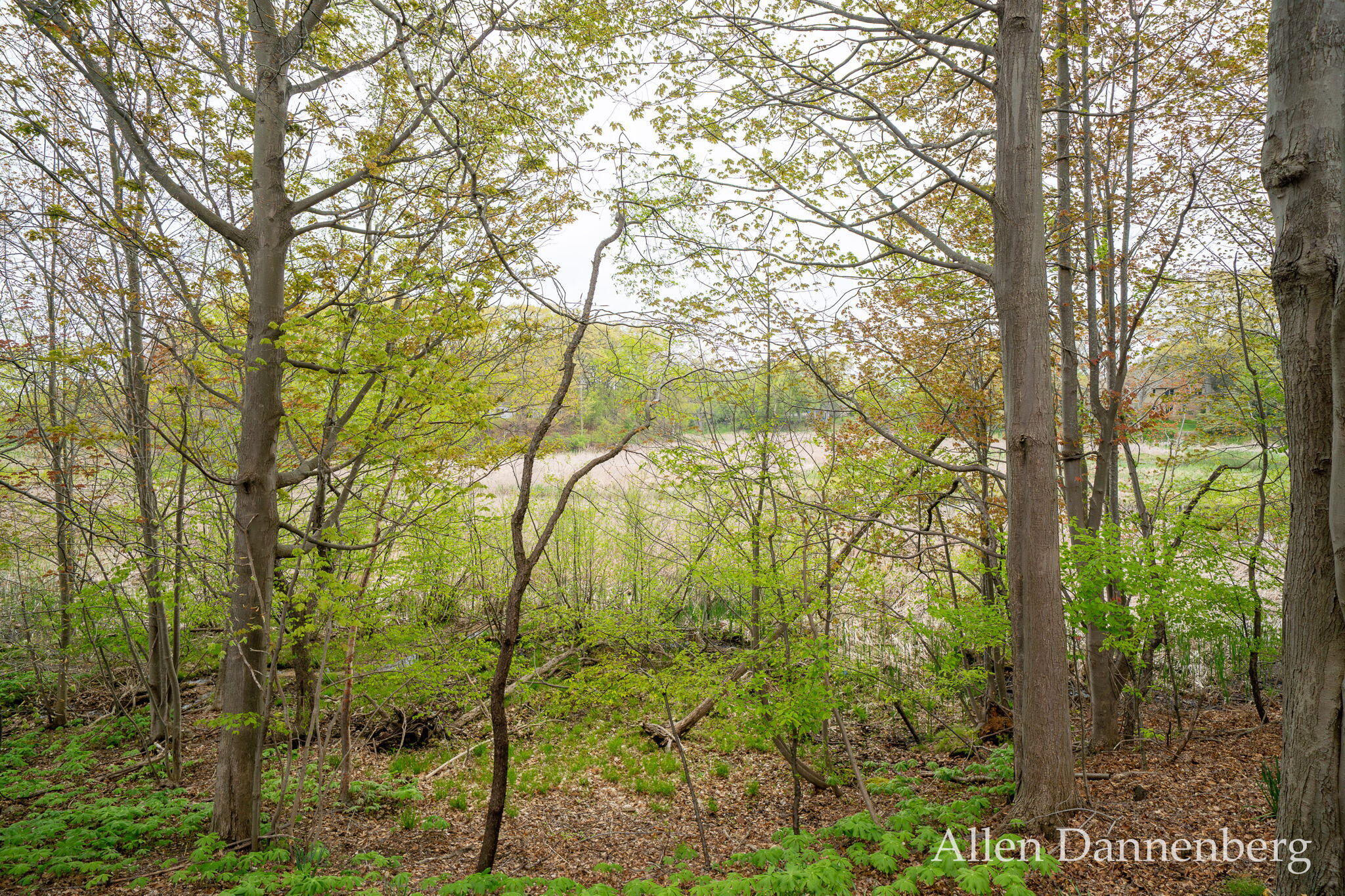 845 Bluff Creek Drive Grand Haven MI 49417