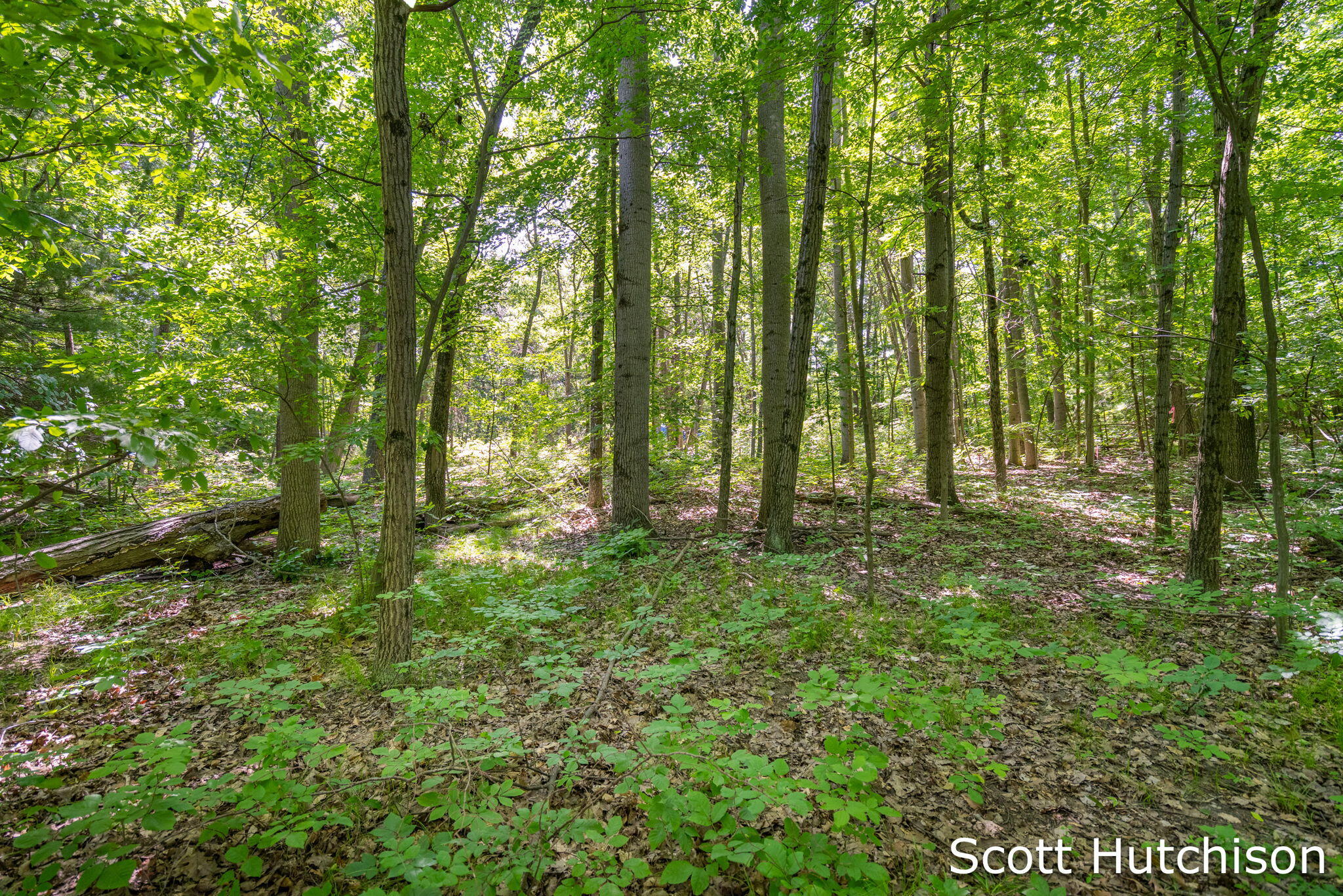 2710 12 Mile Road NE Rockford MI 49341