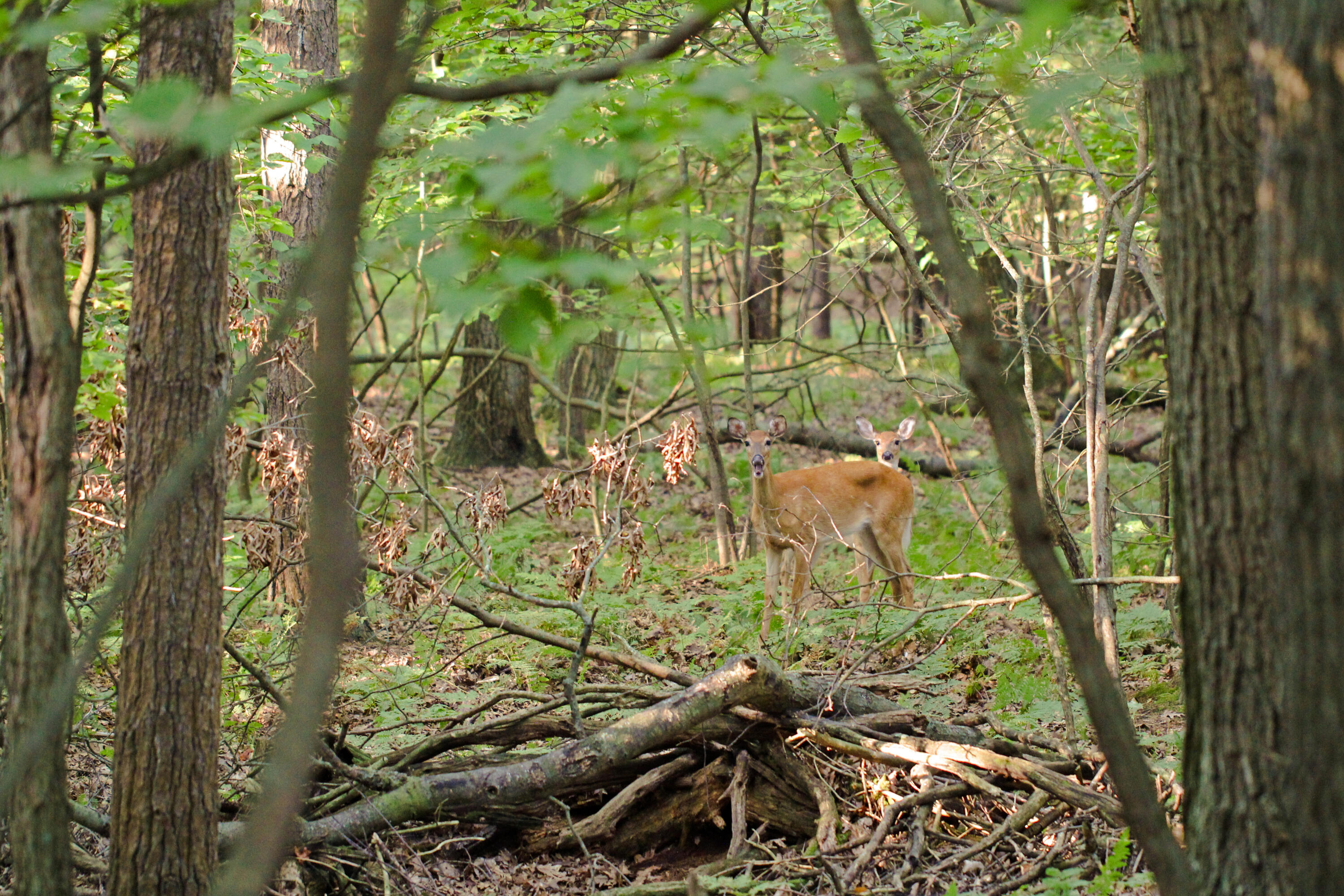 2877 Duneside Trail Muskegon MI 49441