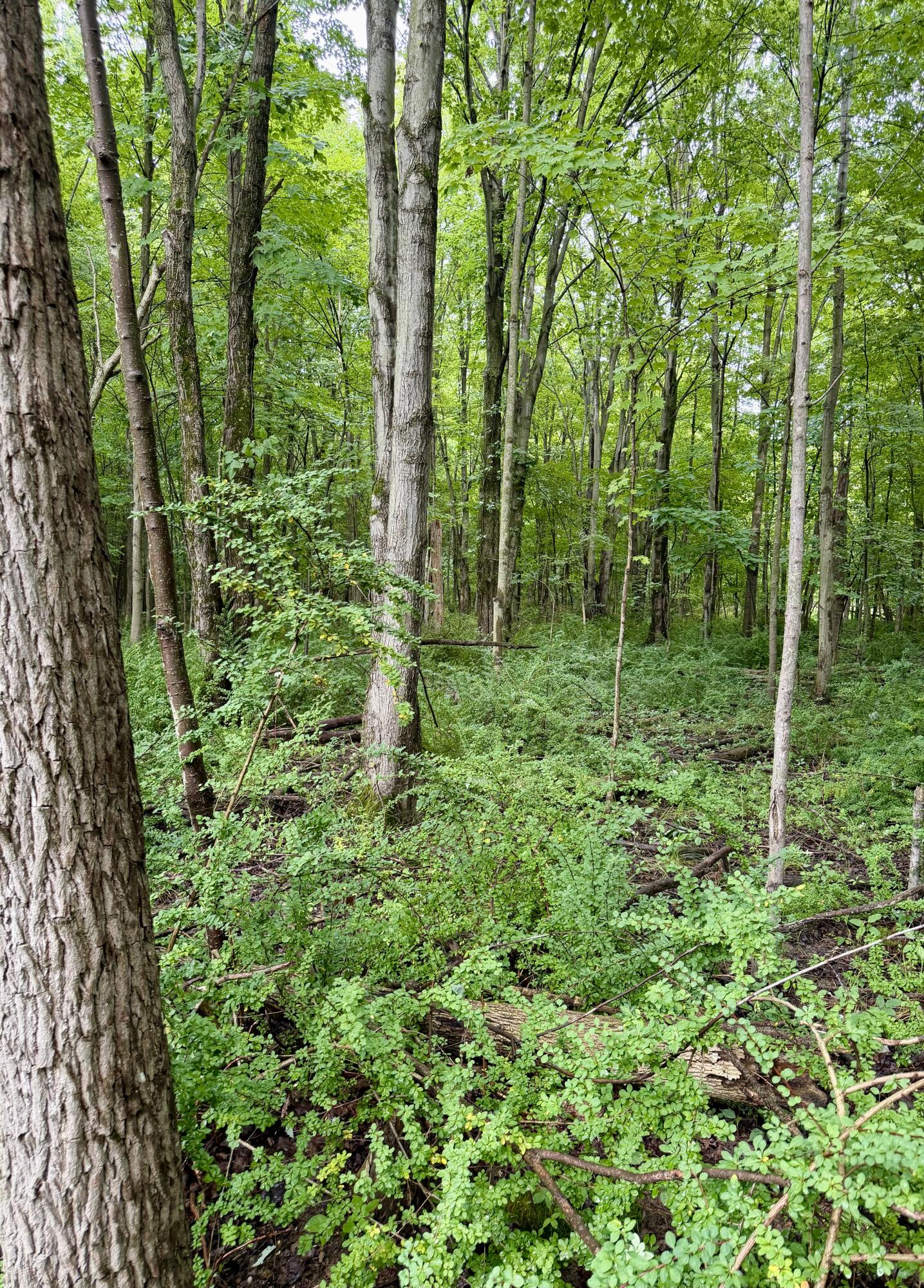 Lot 6 Christopher Lane South Haven MI 49090