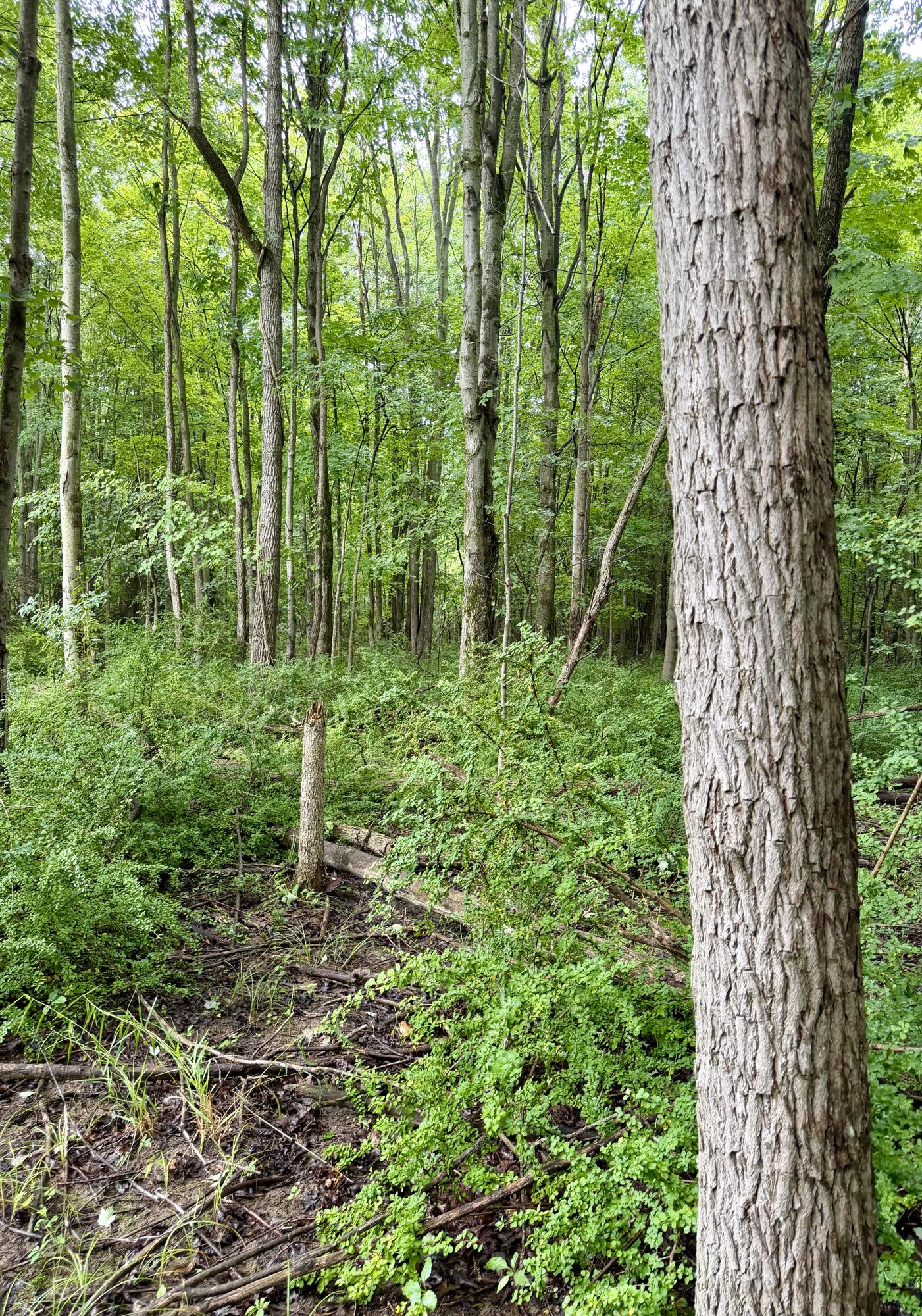 Lot 6 Christopher Lane South Haven MI 49090
