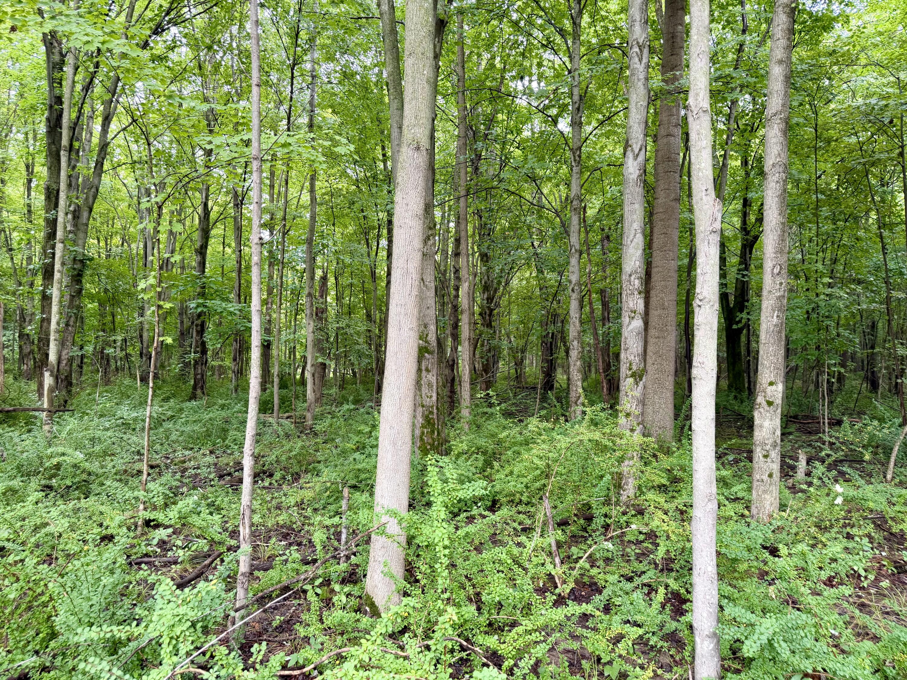 Lot 6 Christopher Lane South Haven MI 49090