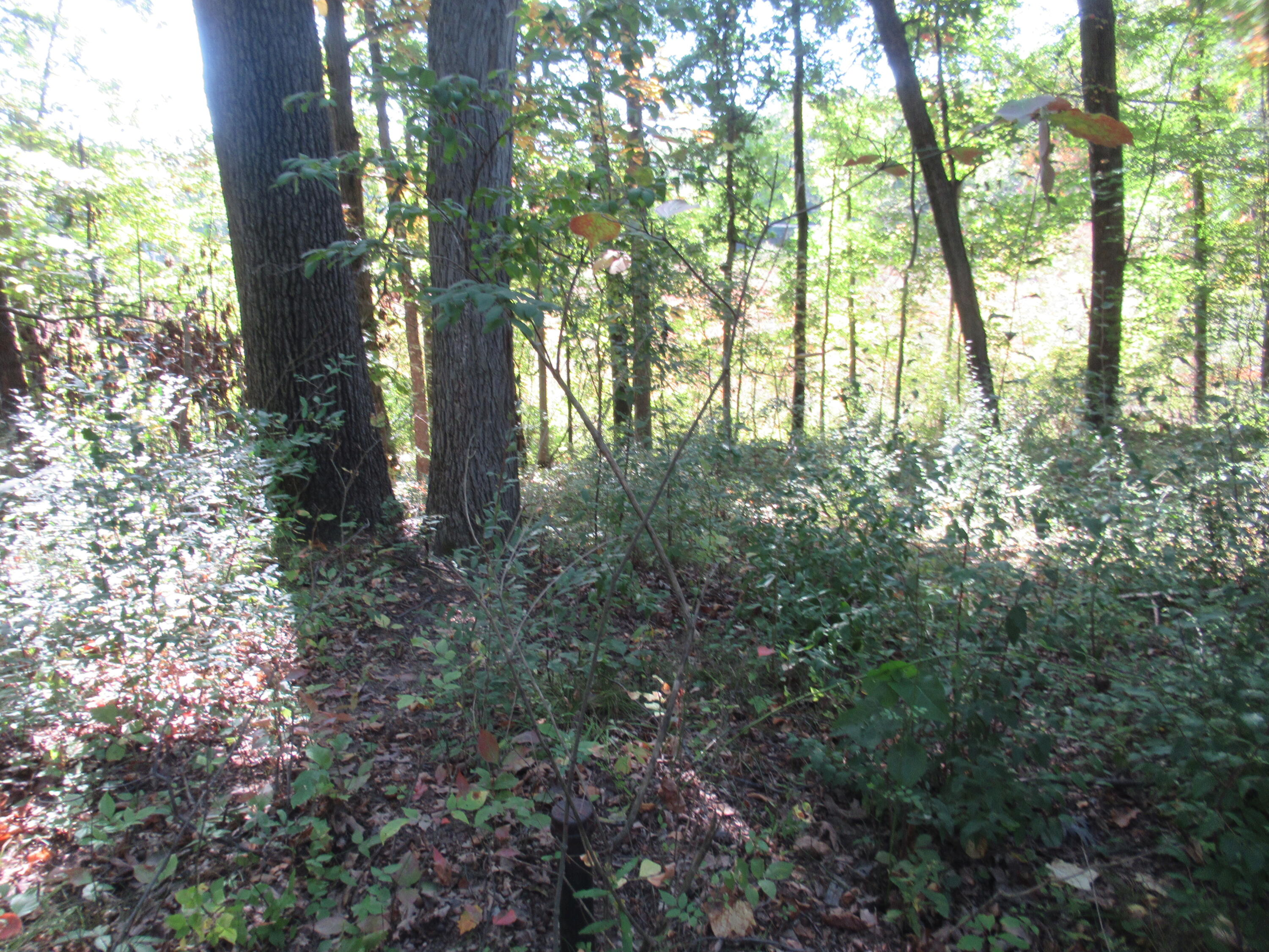17538 Paradise Lake Road Vandalia MI 49095