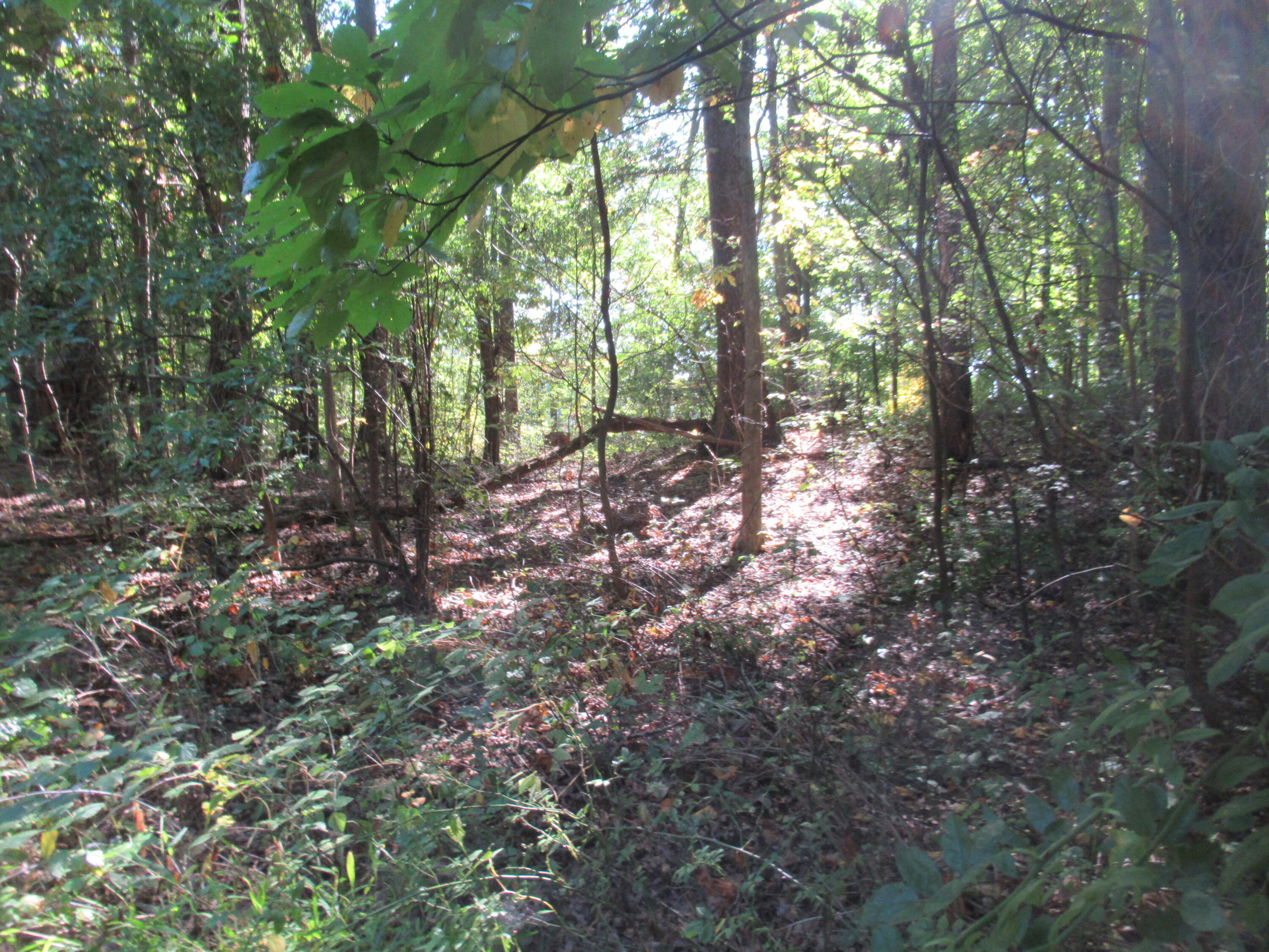 17538 Paradise Lake Road Vandalia MI 49095