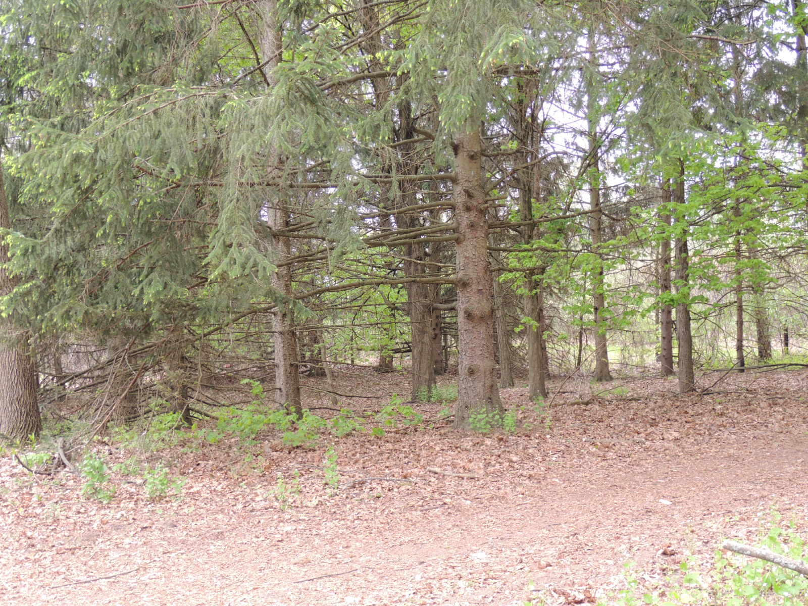 V/l 55th Street Fennville MI 49408