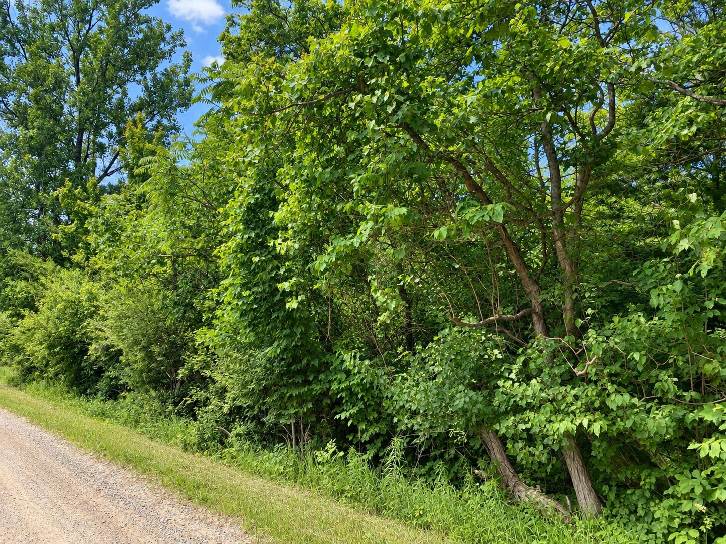 V/l 55th Street Grand Junction MI 49056