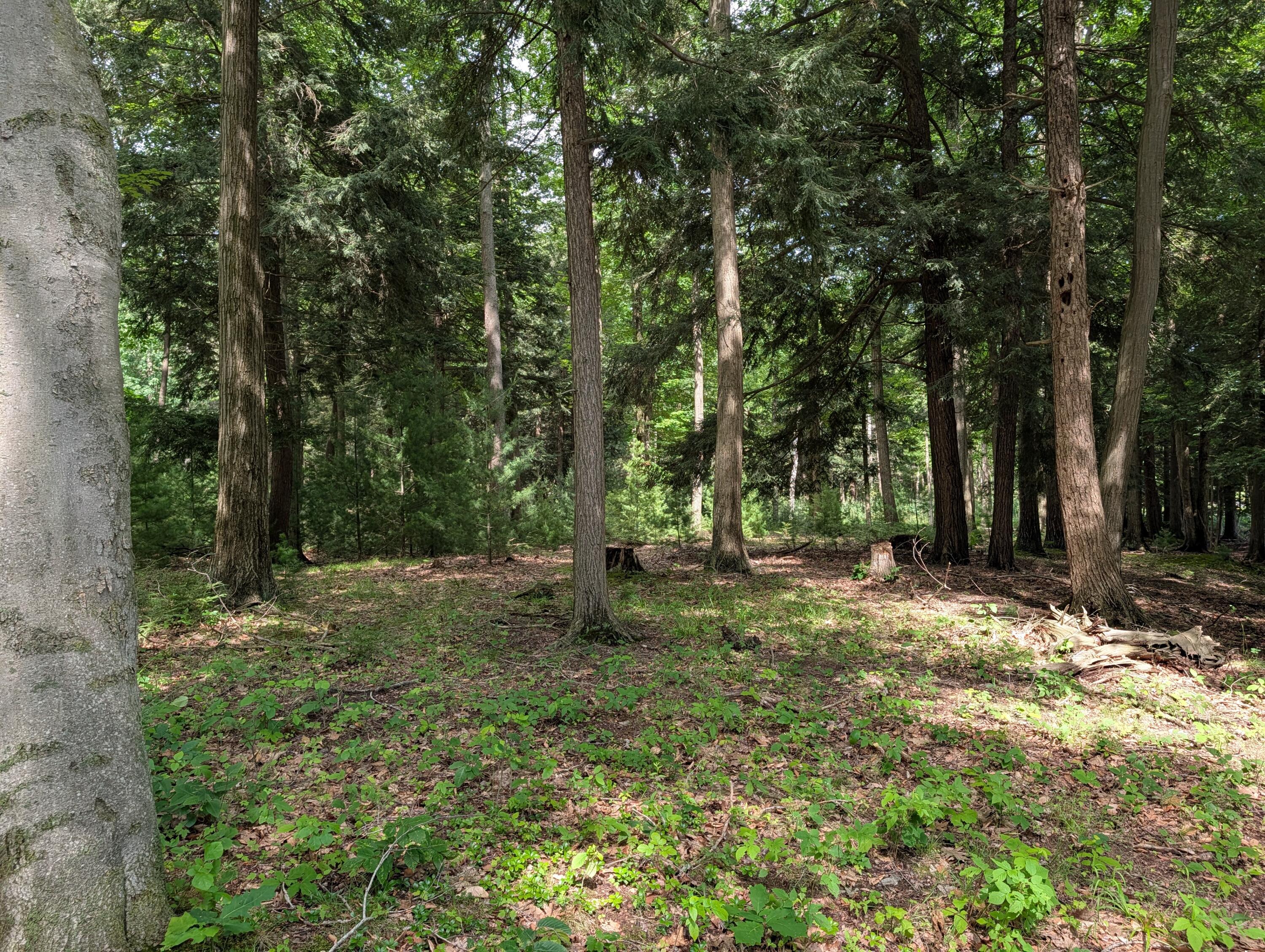 N. Glen Wood Drive Ludington MI 49431
