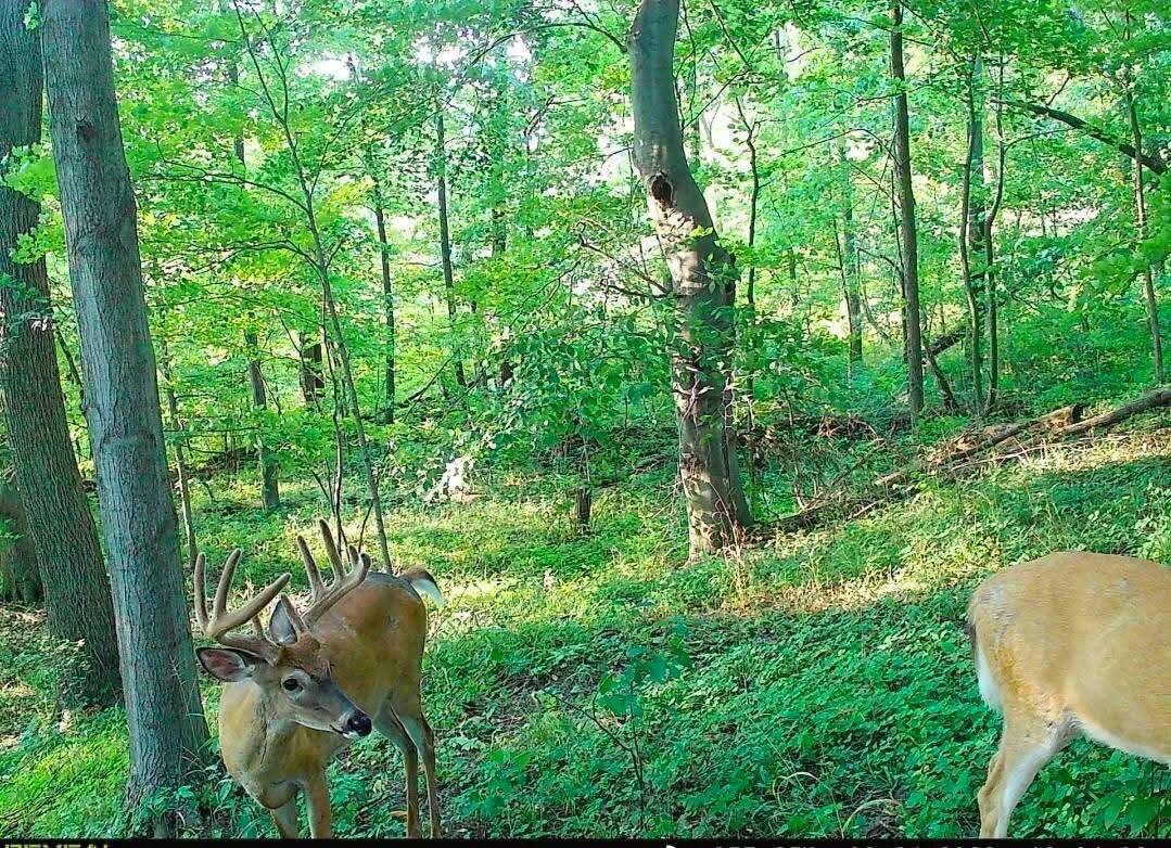 51133 Creglow Road Marcellus MI 49067