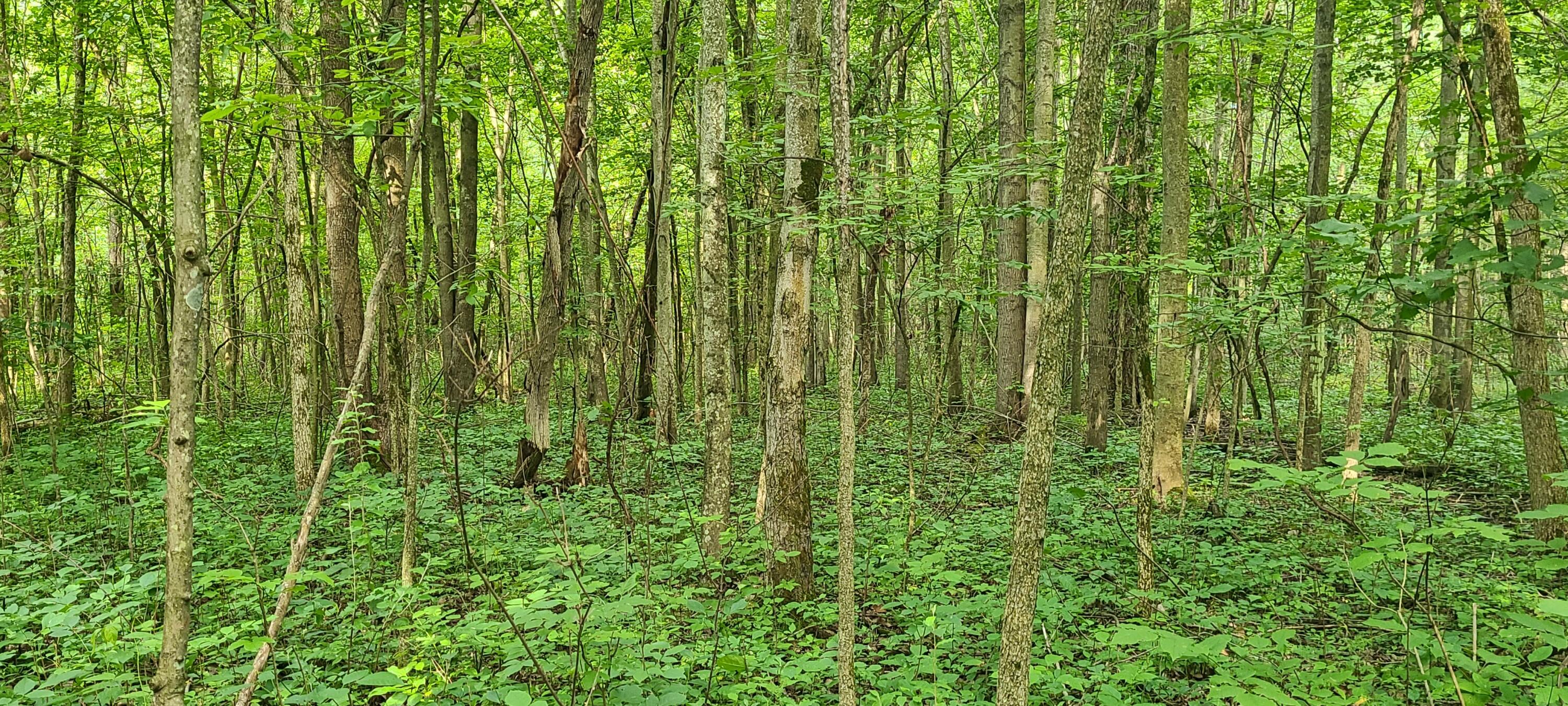 45 Acres 108th Avenue Allegan MI 49010