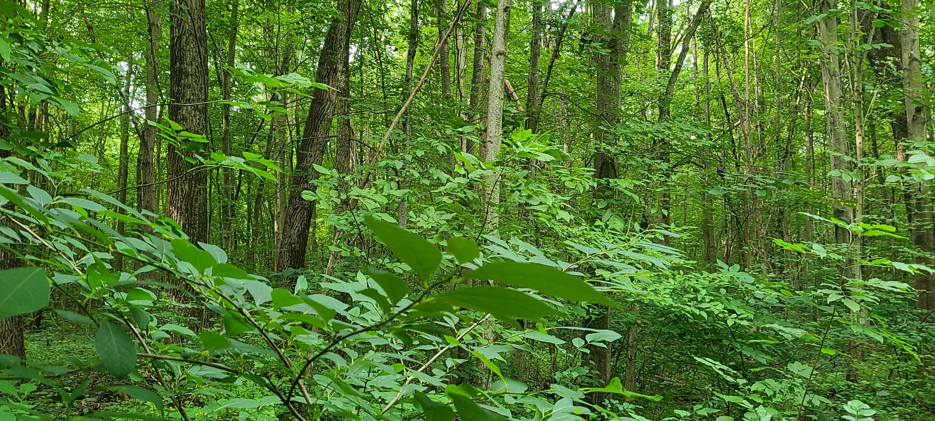 45 Acres 108th Avenue Allegan MI 49010