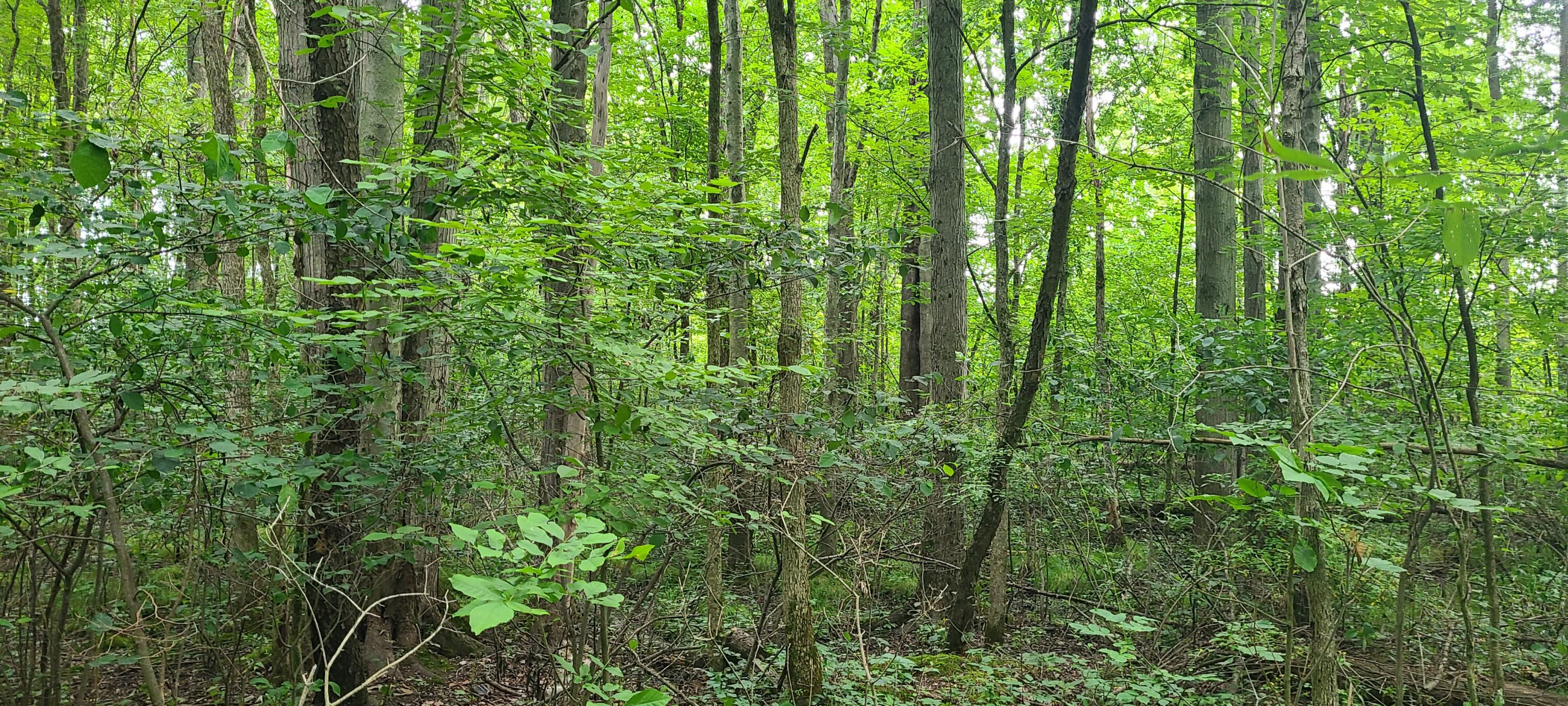 45 Acres 108th Avenue Allegan MI 49010