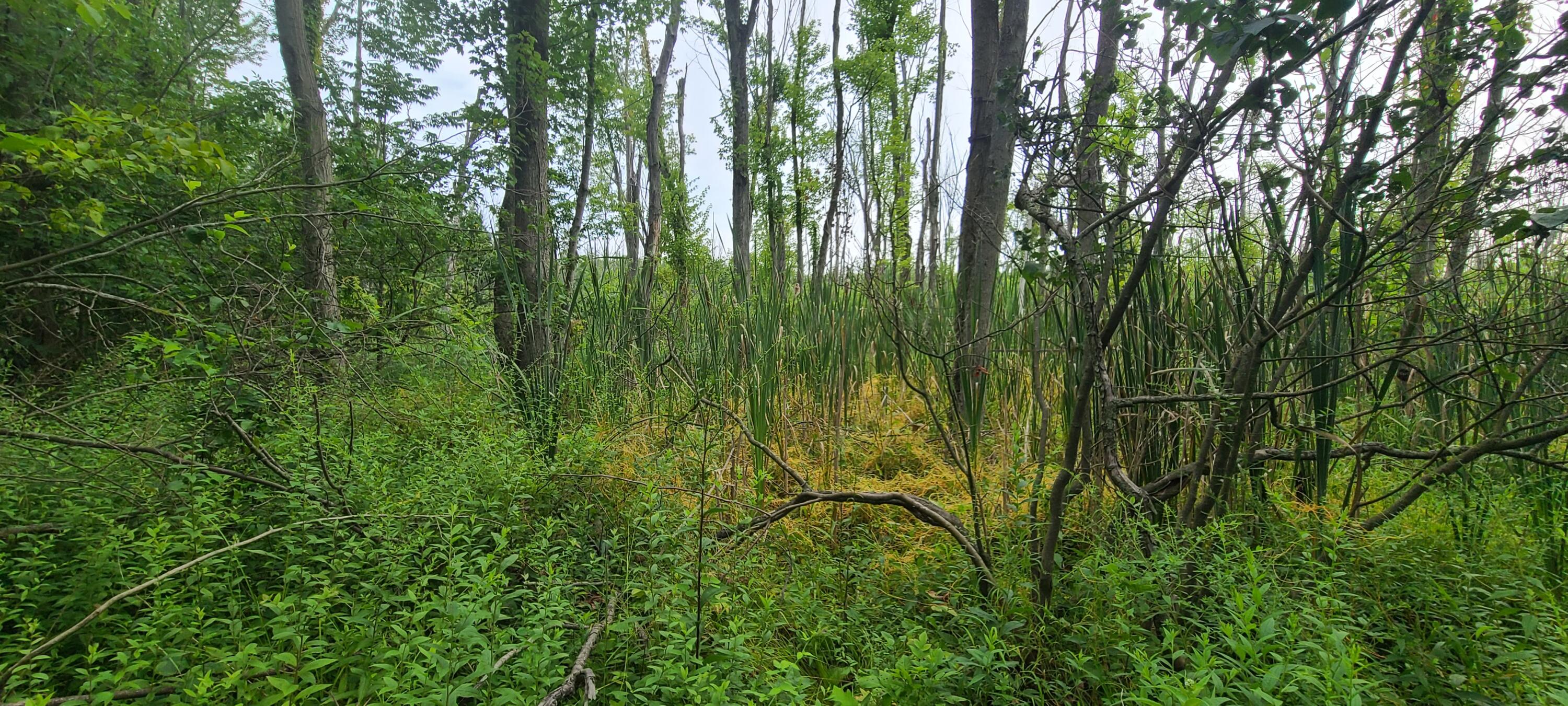 45 Acres 108th Avenue Allegan MI 49010