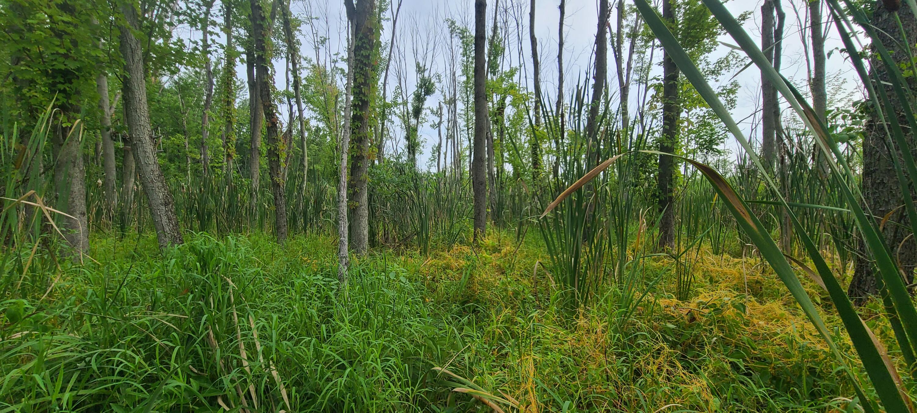 45 Acres 108th Avenue Allegan MI 49010