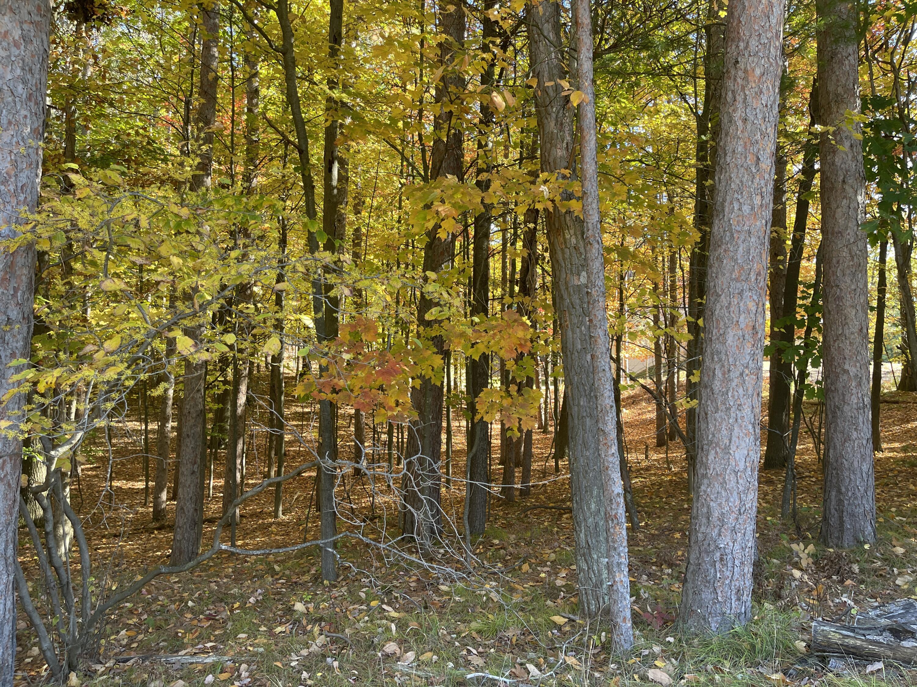 Oakridge Drive Ludington MI 49431
