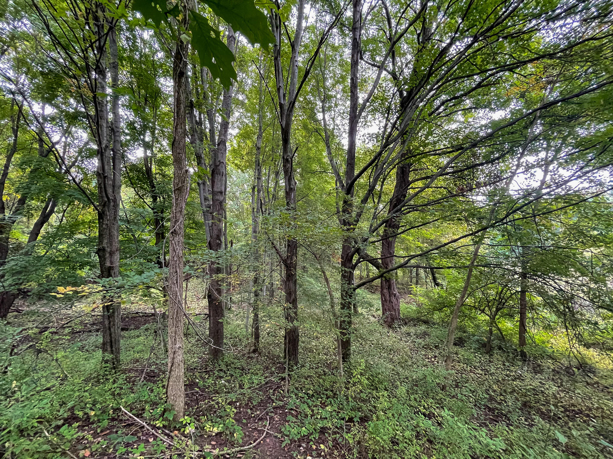 13ACRES 19th Street Hopkins MI 49328