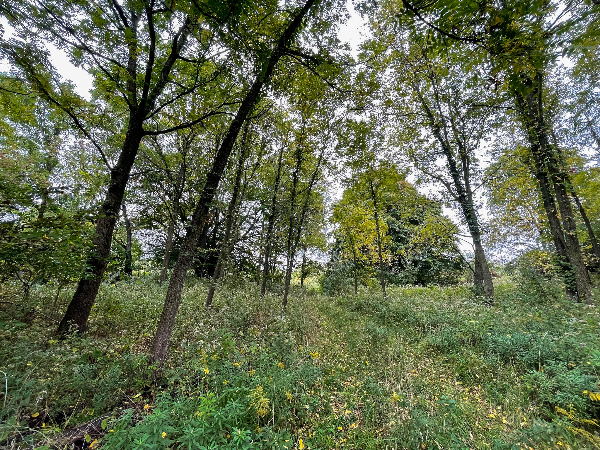 13ACRES 19th Street Hopkins MI 49328