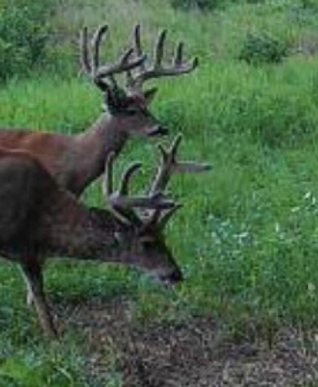 13ACRES 19th Street Hopkins MI 49328