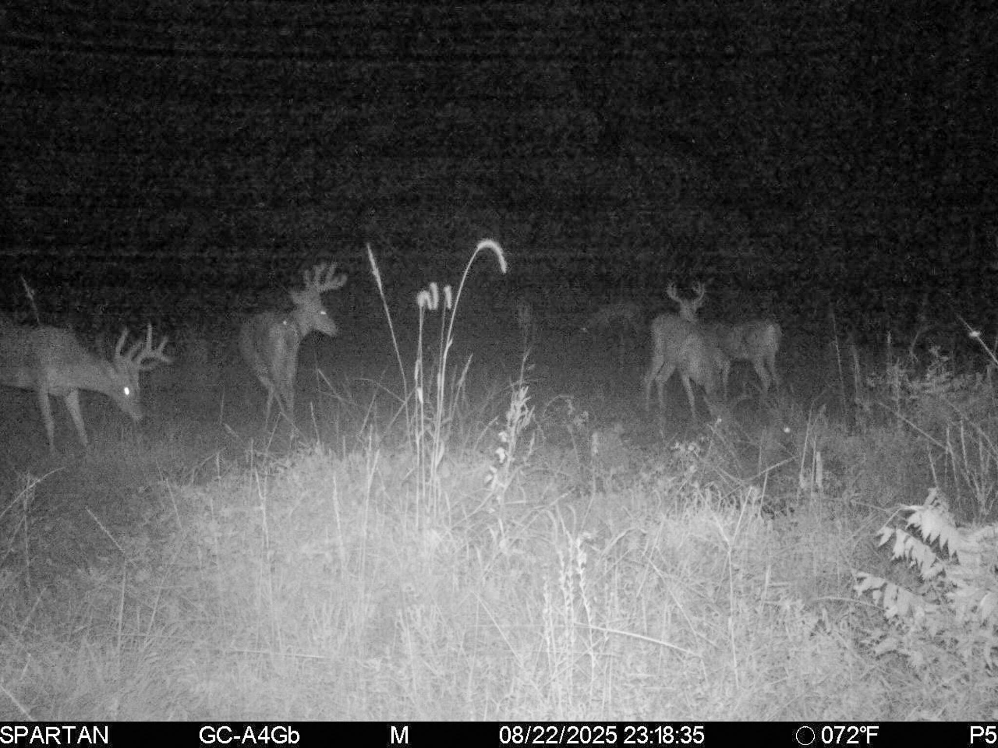 13ACRES 19th Street Hopkins MI 49328