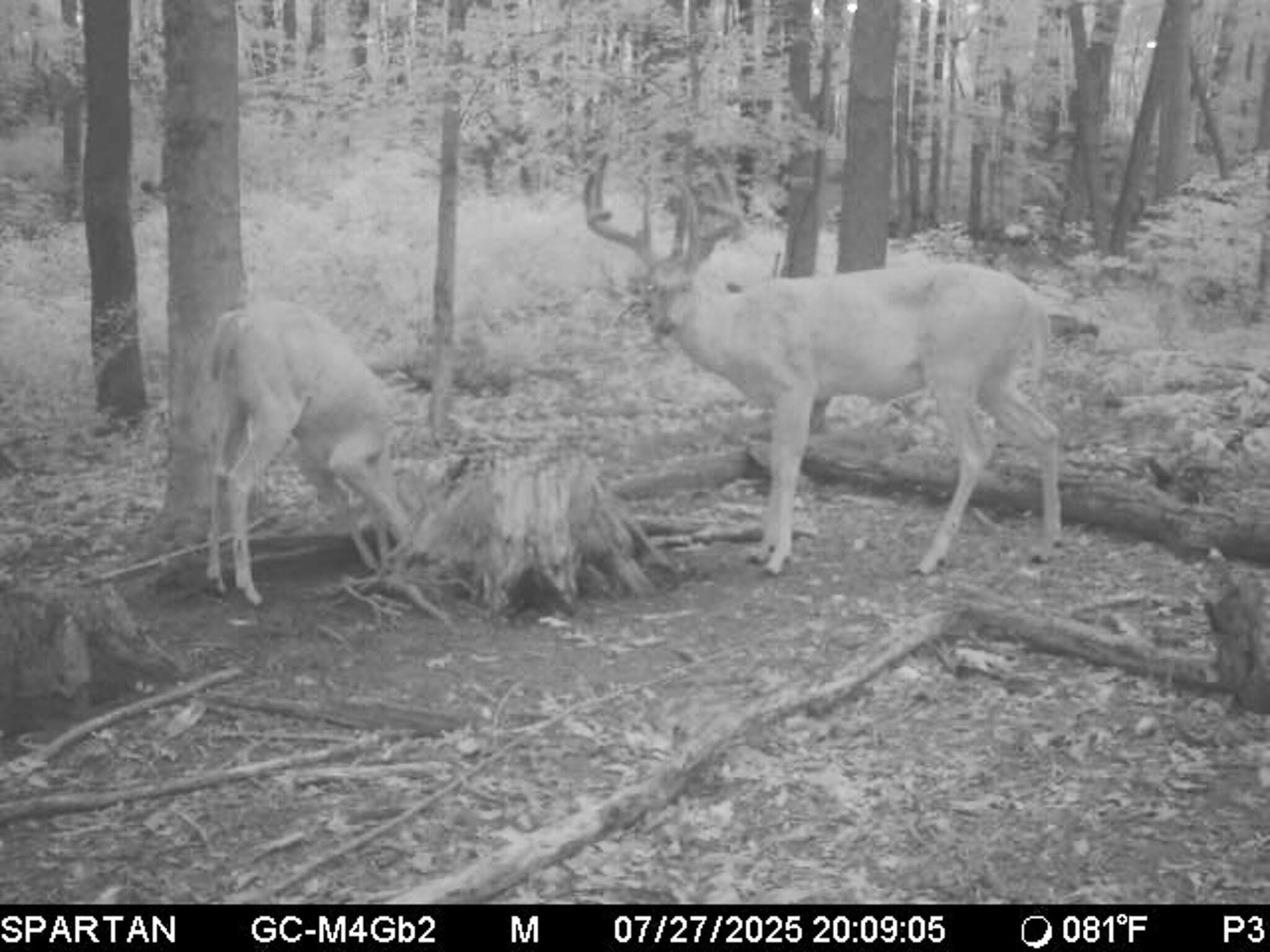 13ACRES 19th Street Hopkins MI 49328