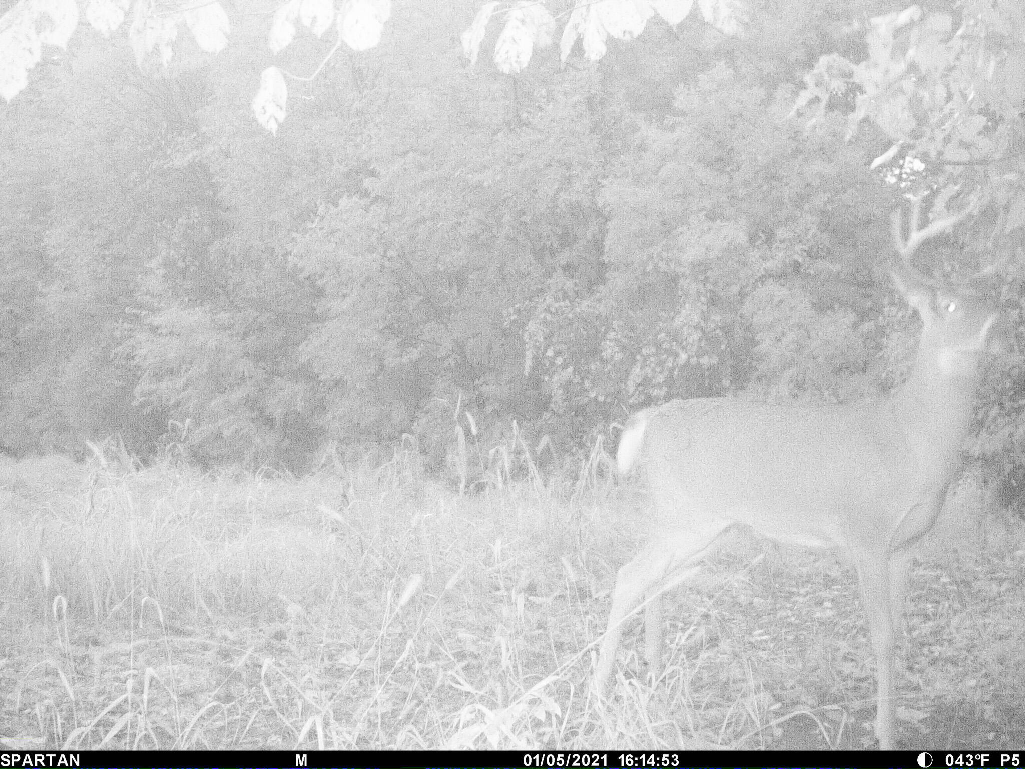 13ACRES 19th Street Hopkins MI 49328