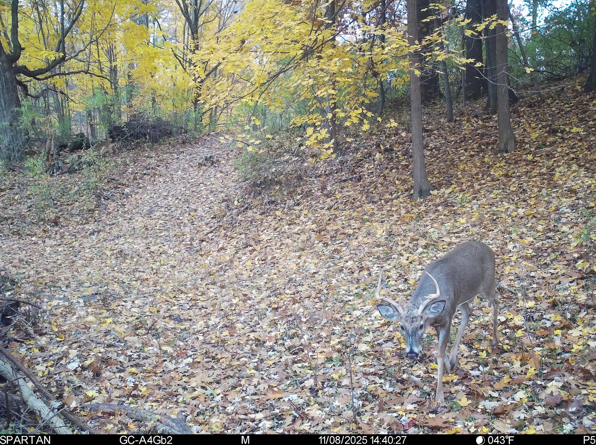 13ACRES 19th Street Hopkins MI 49328