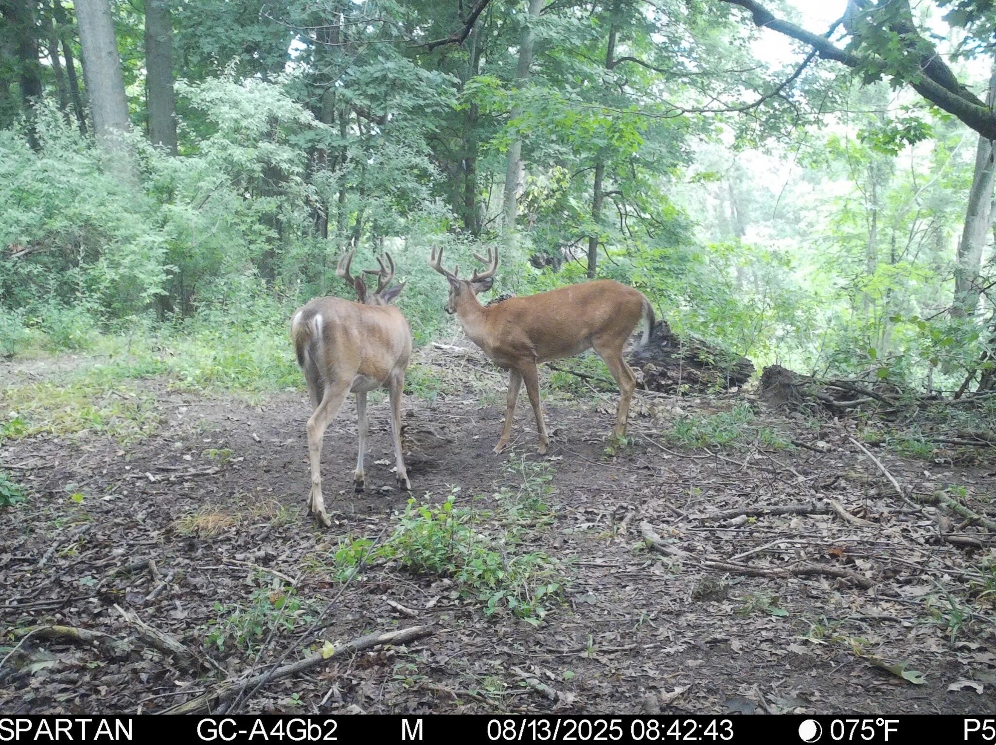 13ACRES 19th Street Hopkins MI 49328